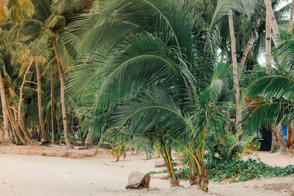 Réinventer le Camping : Comment la Pandémie a Transformé l'Expérience d'Accueil en Une Nouvelle Aventure